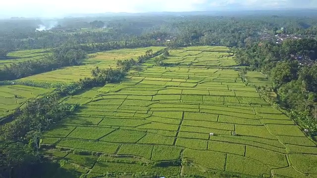 AERIAL:丛林中的Tegalalang平房村美丽的稻田视频素材