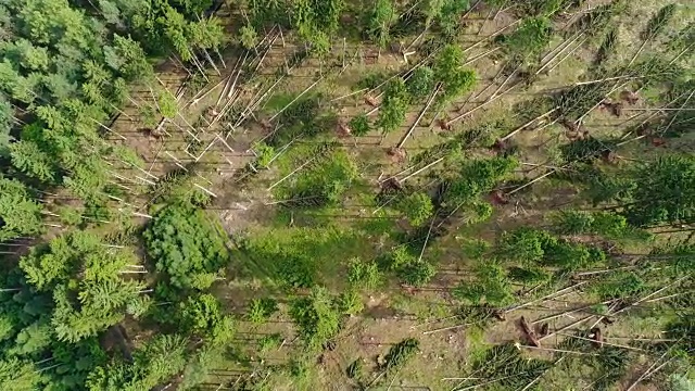 风暴破坏，森林鸟瞰图视频素材