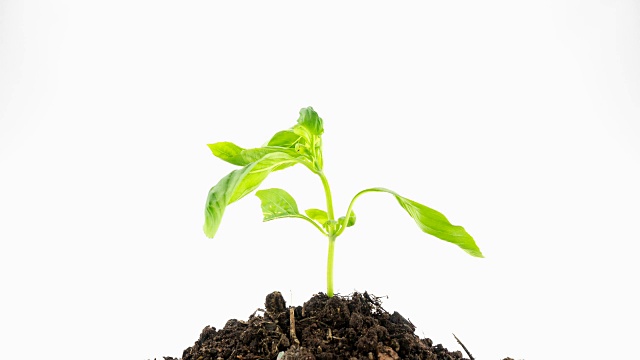绿色植物枯萎并迅速恢复生命4K延时视频素材画面1