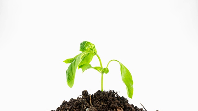 绿色植物枯萎并迅速恢复生命4K延时视频素材画面3
