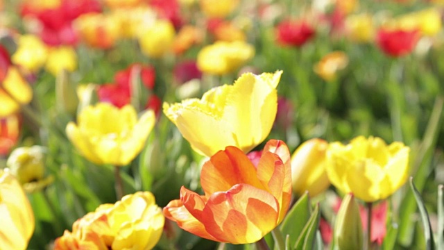 花园里五颜六色的郁金香在风中飘扬。郁金香花在田间生长全高清，1080p视频素材