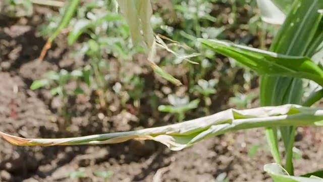 在田里摘玉米视频下载