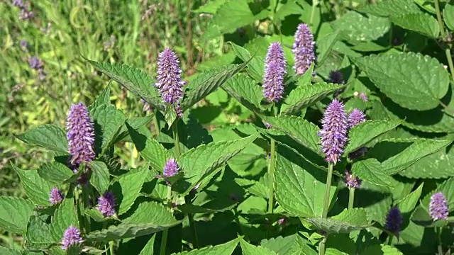 新鲜八角牛膝草茴香花背景在风视频素材