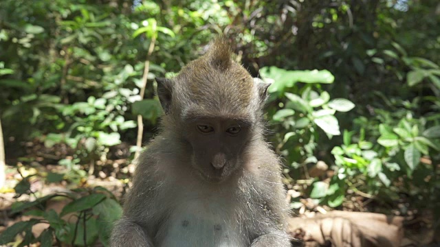 近距离观察:乌布猴子森林里，一只雄性猕猴坐在一堵石墙上视频素材