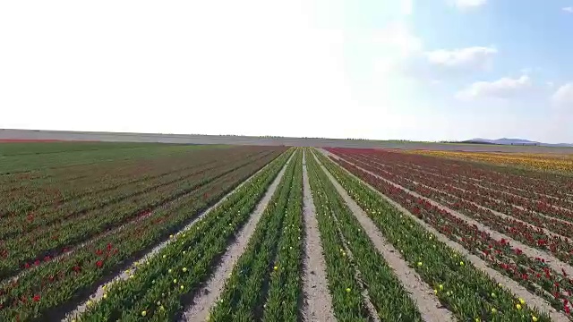 无人机向前移动在鲜花田美丽的颜色惊人的清新的蓝天背景春天在土耳其科尼亚花卉农场。郁金香花在田间生长全高清1080p视频素材画面3