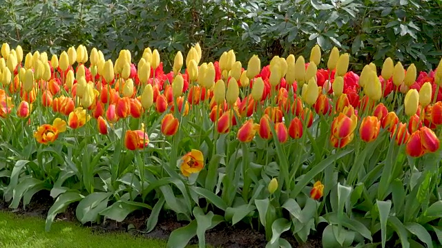 黄色郁金香花园的景色视频素材