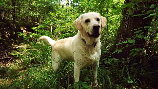 森林里的金毛猎犬视频素材