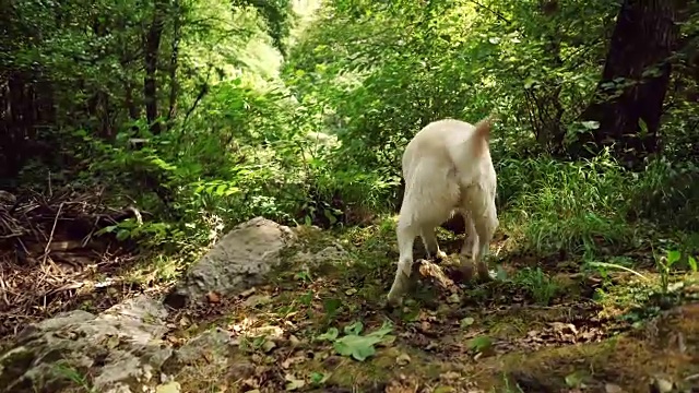 牙齿叼着石头的金毛猎犬视频素材