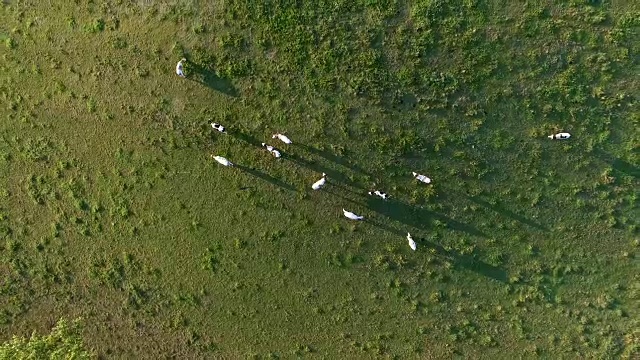 日出时牧场上的空中牛群视频素材画面3