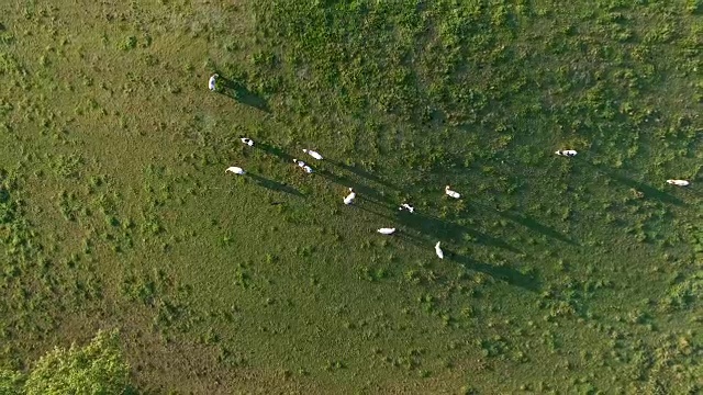 日出时牧场上的空中牛群视频素材画面4