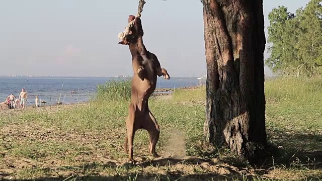 斗牛犬和绳子的慢动作视频素材