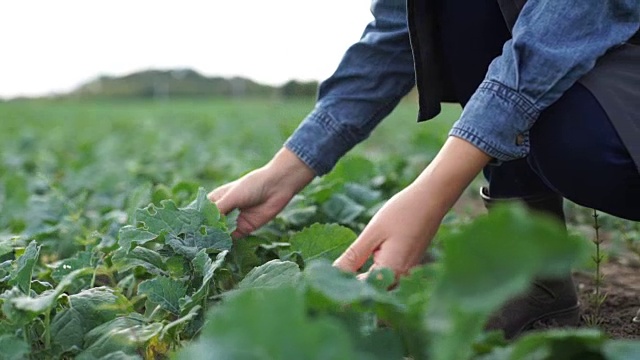 农夫在田里察看甜菜幼苗视频素材