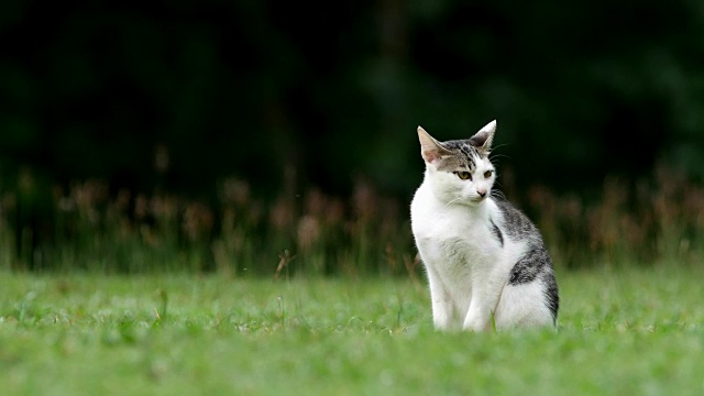 院子里可爱的猫。视频素材