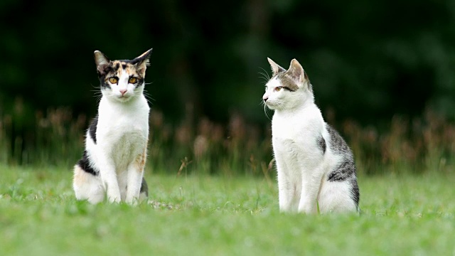 院子里可爱的猫。视频素材