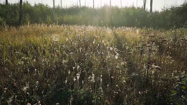 在蜘蛛网和露珠覆盖的秋草中纠缠。视频素材