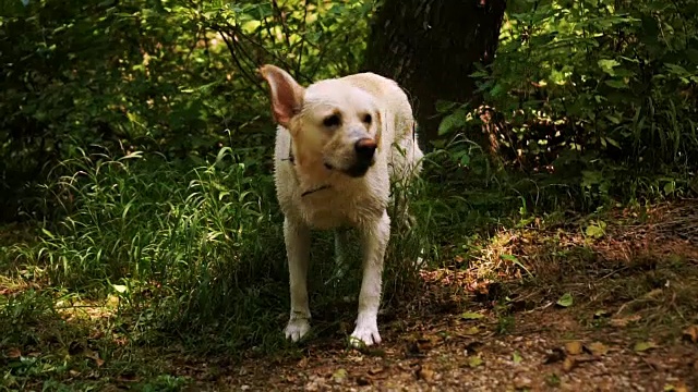 金毛猎犬沐浴后戏水视频素材