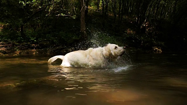 金毛猎犬在河里戏水视频素材