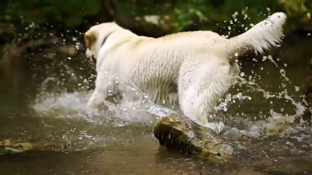 河里的金毛寻回犬视频素材