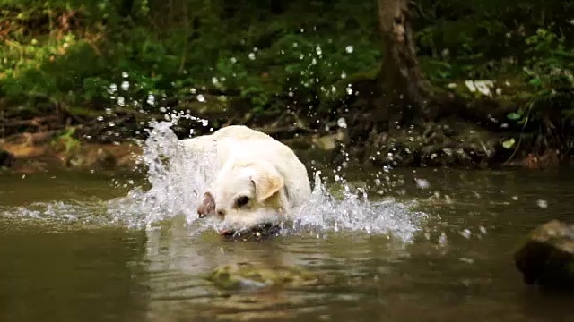 河里的金毛寻回犬视频素材