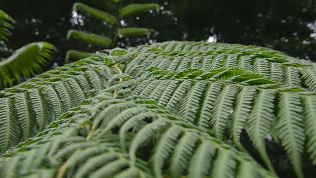 岛叶视频素材