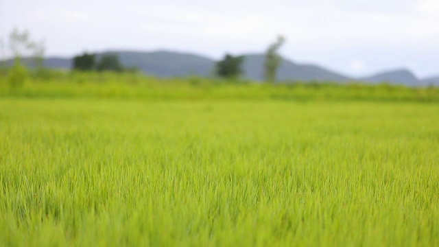 慢镜头绿色的草地和小山丘在蓝天白云视频素材