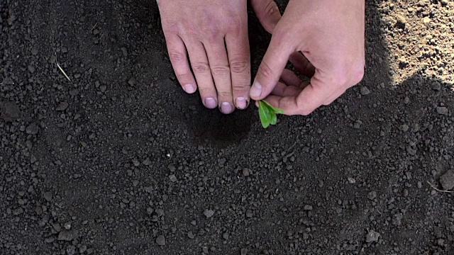 慢动作镜头中男性手的种植视频素材