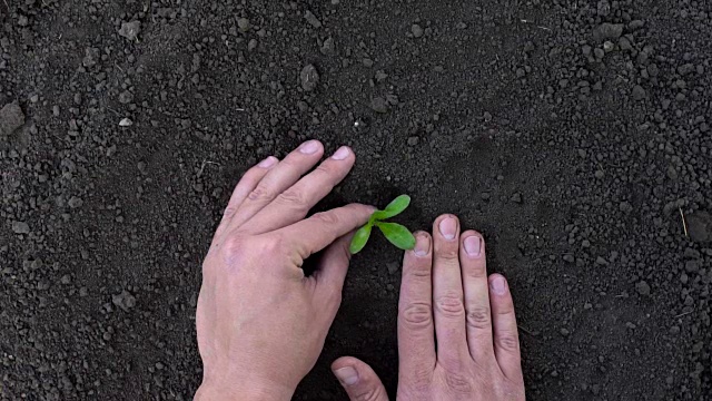 慢动作镜头中男性手的种植视频素材