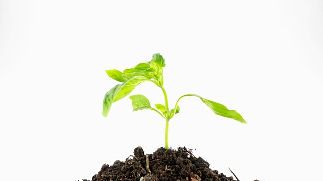 绿色植物4K延时视频素材画面1