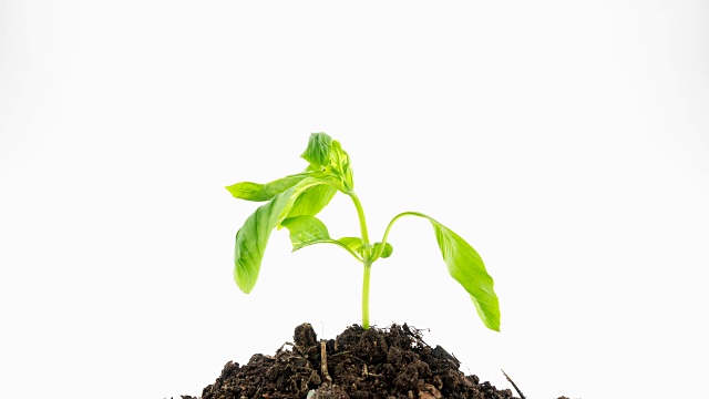 绿色植物4K延时视频素材画面2