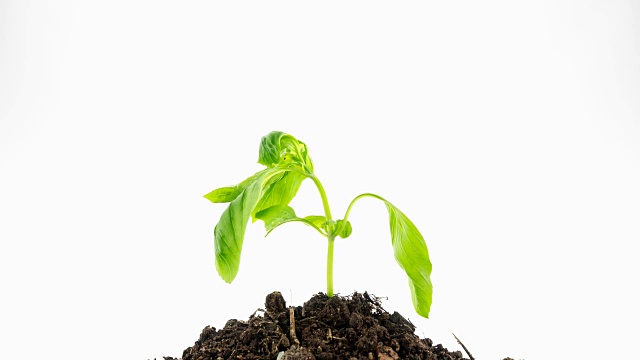 绿色植物4K延时视频素材画面3