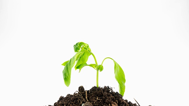 绿色植物4K延时视频素材画面4