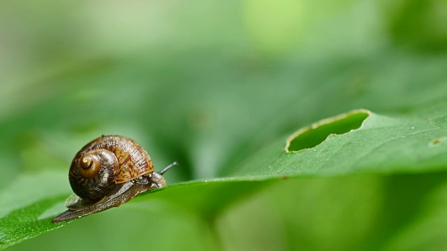 蜗牛在雨林的绿叶上行走。视频素材