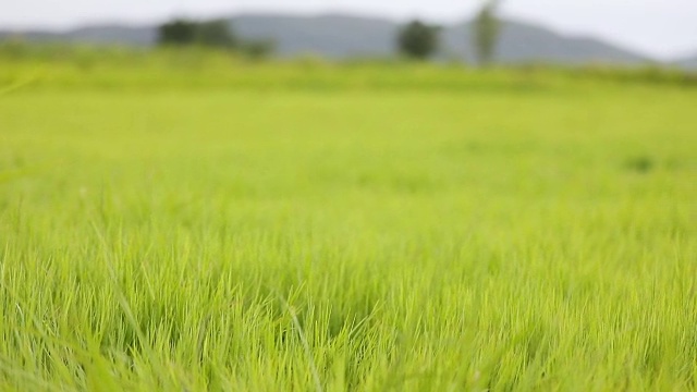 慢镜头绿色的草地和小山丘在蓝天白云视频素材