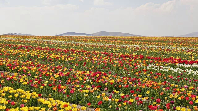 花园里五颜六色的郁金香在风中飘扬。五彩缤纷的花园视频素材