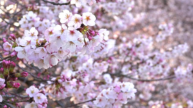 樱花在早晨盛开视频素材画面1