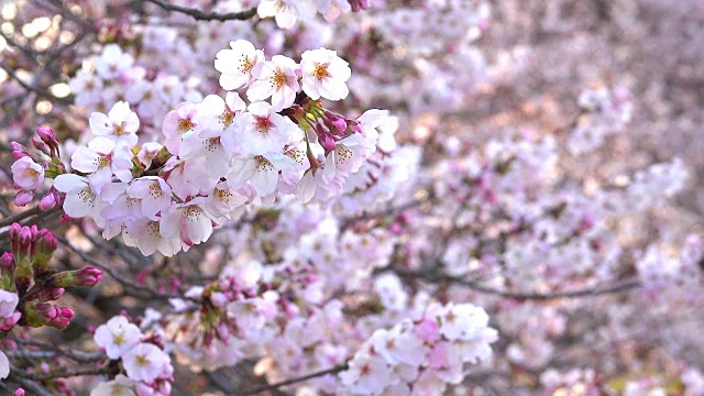 樱花在早晨盛开视频素材画面2