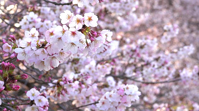 樱花在早晨盛开视频素材画面3