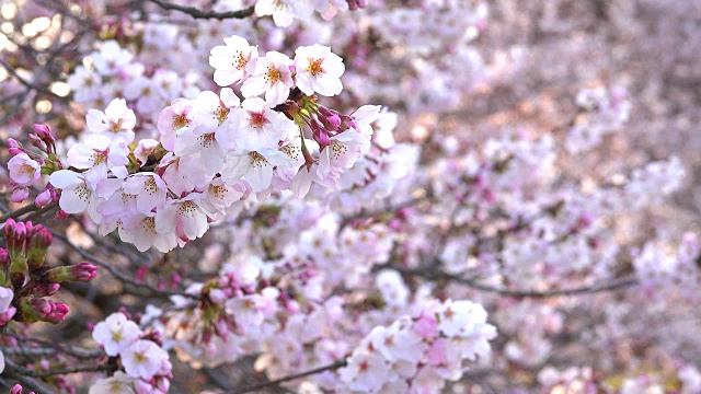樱花在早晨盛开视频素材画面4