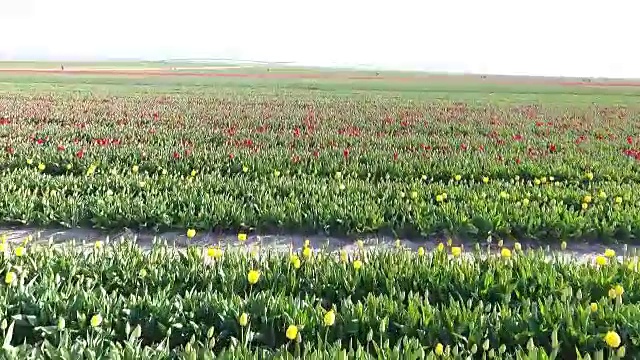 花园里五颜六色的郁金香在风中飘扬。五彩缤纷的花园视频素材