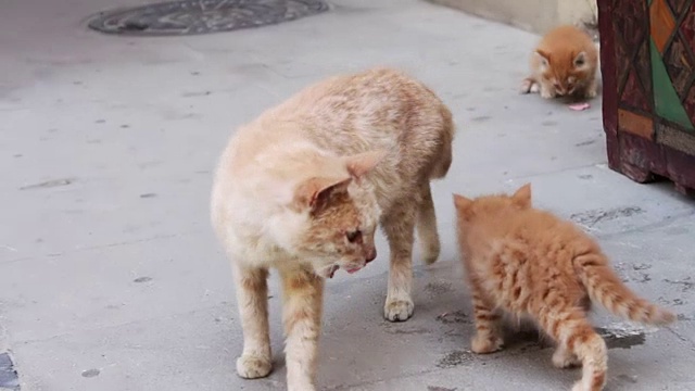 流浪的红猫在街上吃香肠视频素材