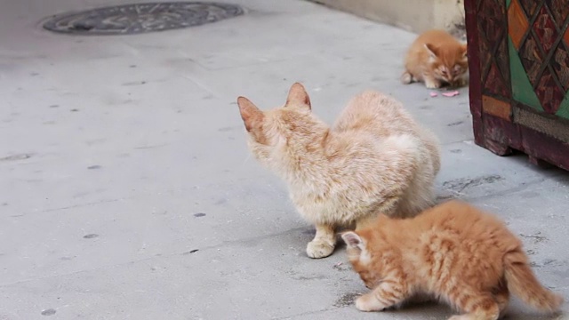 流浪的红猫在街上吃香肠视频素材