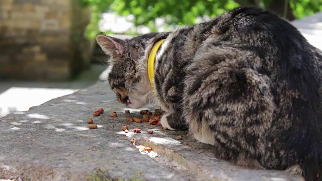 夏日里，戴着项圈的猫在街上吃动物饲料视频素材