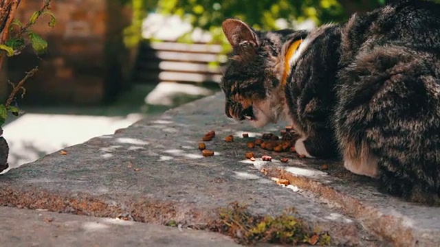 夏日里，戴着项圈的猫在街上吃动物饲料视频素材