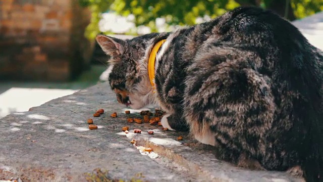 夏日里，戴着项圈的猫在街上吃动物饲料视频素材