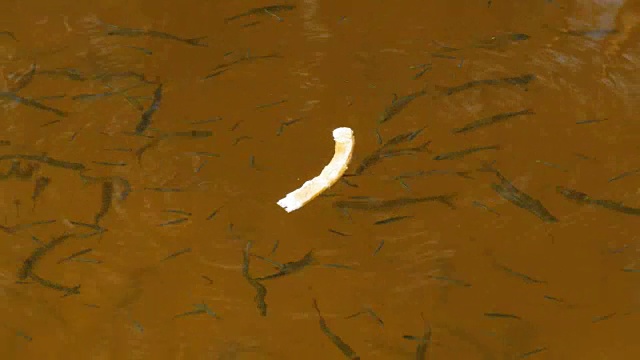河里的鱼吃面包视频素材画面4