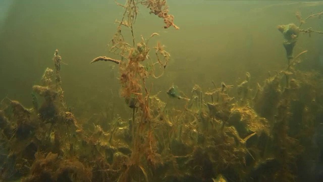 水下的淡水鱼群视频下载