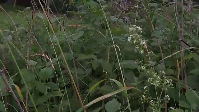 白云岩中的慢动作植物视频素材