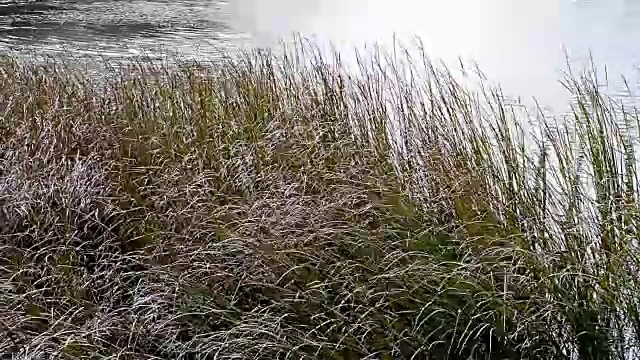 高大的芦苇随风在湖边吹来吹去。视频素材