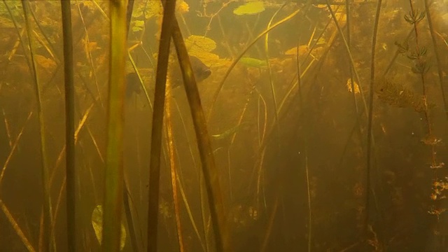 捕鱼观光。在水下拍摄鱼视频下载