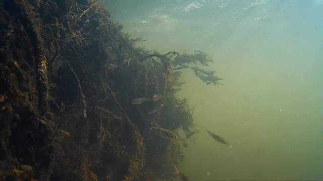 水下的一群淡水鱼。视频下载